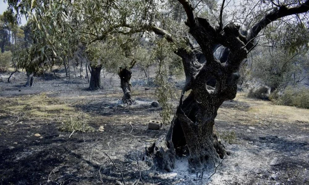 Κορινθία: Οι τοπικές κοινότητες που θα αποζημιωθούν για τις φωτιές του 2021
